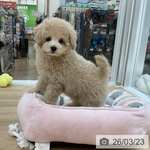 トイ・プードルの写真