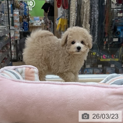 トイ・プードルの写真