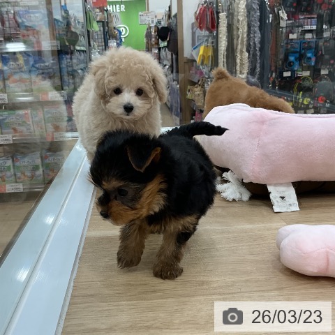 トイ・プードルの写真