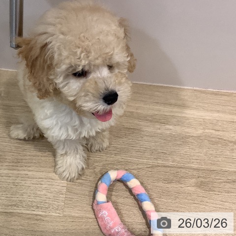 福岡県のトイプードル(トイ) (ペットプラス 小倉南店/2026年1月14日生まれ/男の子/クリーム)の子犬の4枚目の画像