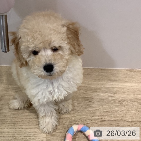 福岡県のトイプードル(トイ) (ペットプラス 小倉南店/2026年1月14日生まれ/男の子/クリーム)の子犬の3枚目の画像