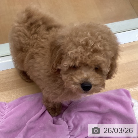 福岡県のトイプードル(トイ) (ペットプラス 黒崎店/2026年1月14日生まれ/男の子/アプリコット)の子犬の3枚目の画像