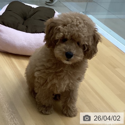 福岡県のトイプードル(トイ) (ペットプラス 黒崎店/2026年1月14日生まれ/男の子/アプリコット)の子犬の3枚目の画像