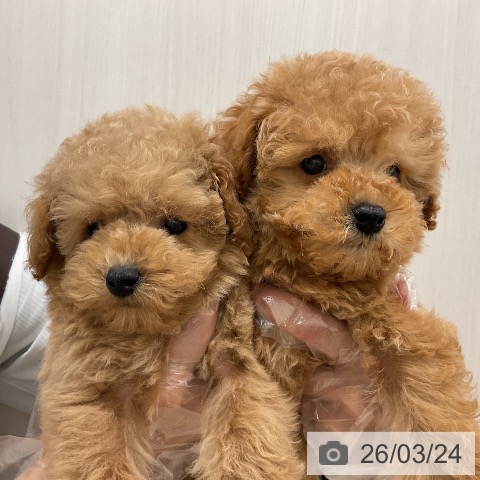 トイ・プードルの写真