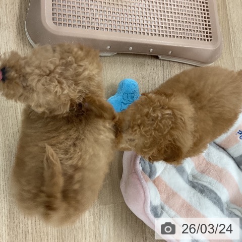 トイ・プードルの写真