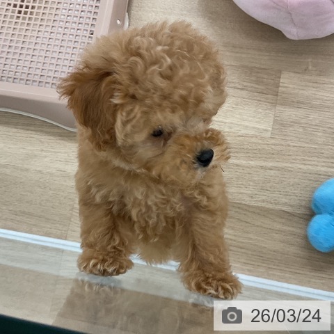 トイ・プードルの写真