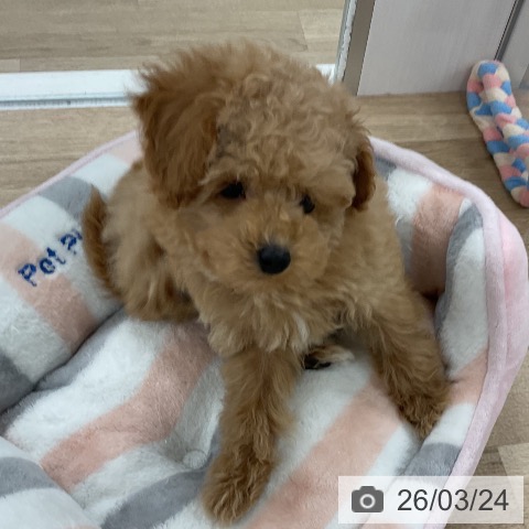 福岡県のトイプードル(トイ) (ペットプラス 八幡東店/2026年1月14日生まれ/女の子/アプリコット)の子犬の4枚目の画像