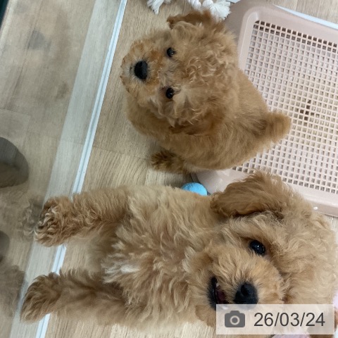 福岡県のトイプードル(トイ) (ペットプラス 八幡東店/2026年1月14日生まれ/女の子/アプリコット)の子犬の3枚目の画像