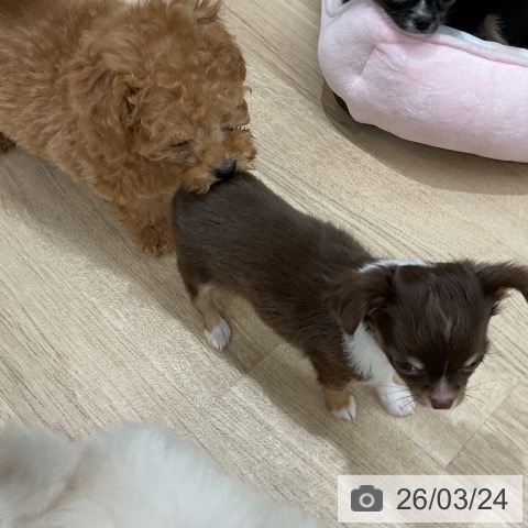 福岡県のチワワ(ロング) (ペットプラス 八幡東店/2026年1月8日生まれ/女の子/チョコレートタンホワイト)の子犬の4枚目の画像