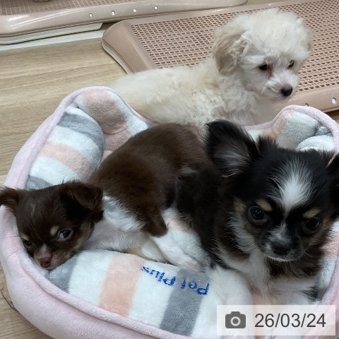 福岡県のチワワ(ロング) (ペットプラス 八幡東店/2026年1月8日生まれ/女の子/チョコレートタンホワイト)の子犬の3枚目の画像