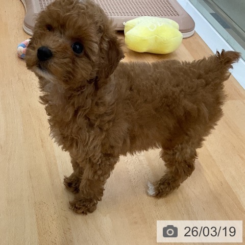 トイ・プードルの写真