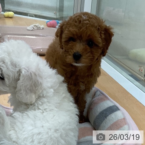 トイ・プードルの写真