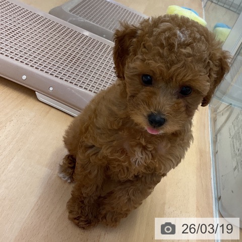 トイ・プードルの写真