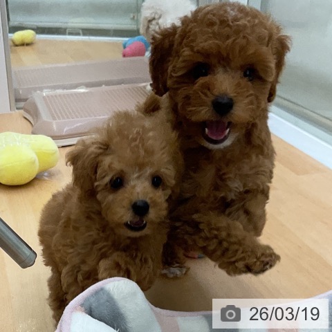 トイ・プードルの写真