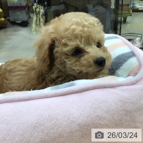 宮崎県のトイプードル(トイ) (ペットプラス 宮崎店/2026年1月16日生まれ/女の子/レッドフォーン)の子犬の3枚目の画像