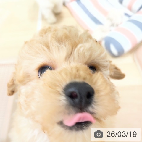 トイ・プードルの写真