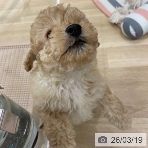 トイ・プードルの写真