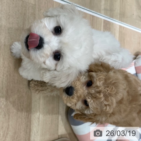 トイ・プードルの写真