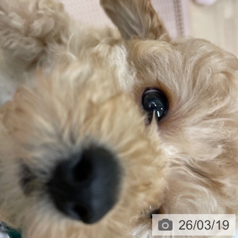 トイ・プードルの写真