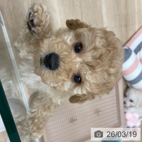 トイ・プードルの写真