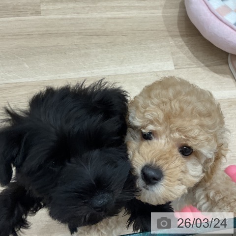 福岡県のトイプードル(トイ) (ペットプラス 八幡東店/2026年1月15日生まれ/男の子/アプリコット)の子犬の3枚目の画像