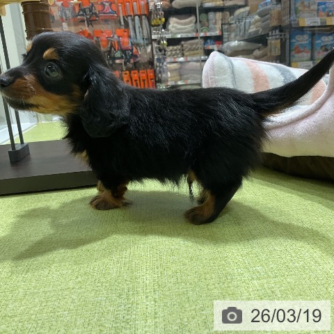 カニーンヘン・ダックスフンドの写真