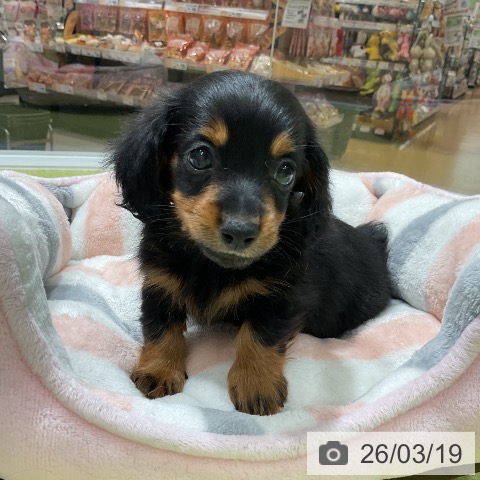 カニーンヘン・ダックスフンドの写真