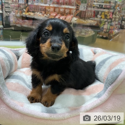 カニーンヘン・ダックスフンドの写真