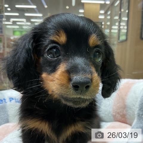 カニーンヘン・ダックスフンドの写真