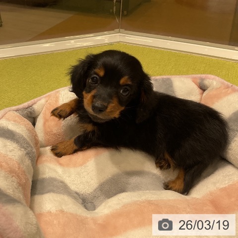 カニーンヘン・ダックスフンドの写真