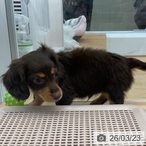 カニーンヘン・ダックスフンドの写真