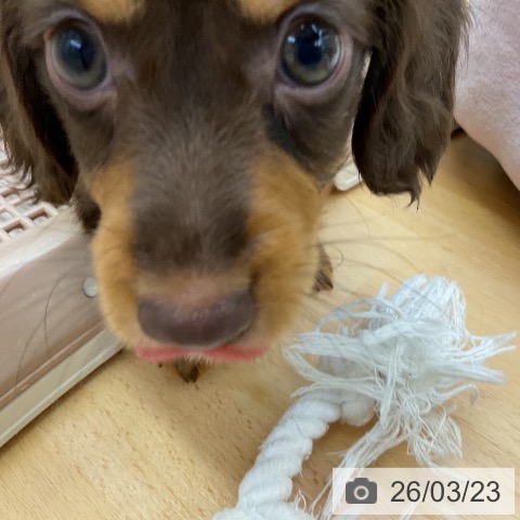 カニーンヘン・ダックスフンドの写真