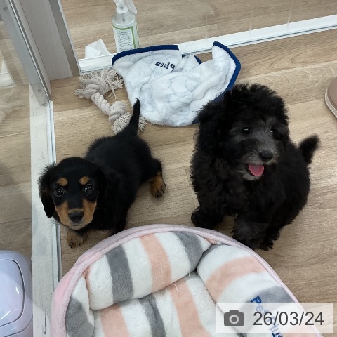 カニーンヘン・ダックスフンドの写真