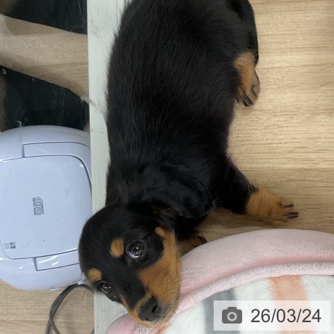 カニーンヘン・ダックスフンドの写真