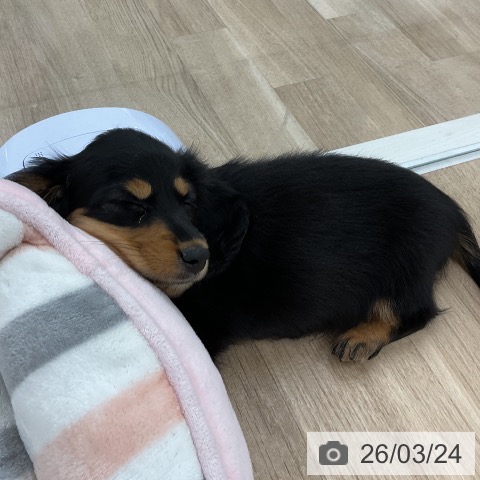 カニーンヘン・ダックスフンドの写真