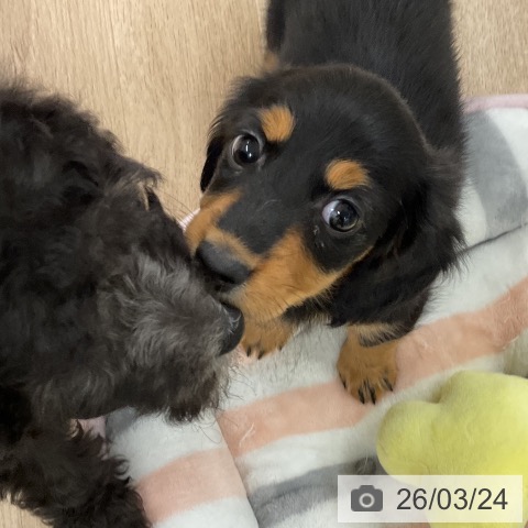 カニーンヘン・ダックスフンドの写真