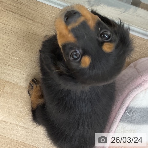 カニーンヘン・ダックスフンドの写真