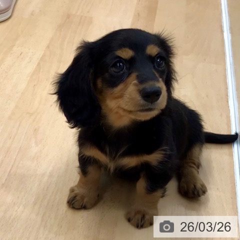 熊本県のカニンヘンダックスフンド(ロング) (ペットプラス 熊本店/2026年1月16日生まれ/女の子/ブラックタン)の子犬の3枚目の画像