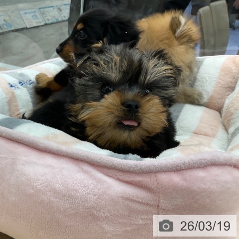 ヨークシャー・テリアの写真