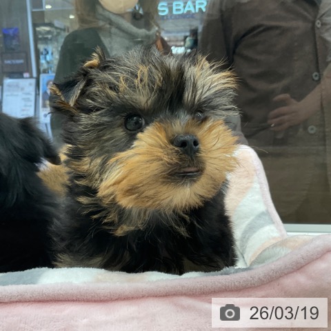 ヨークシャー・テリアの写真