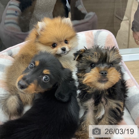 ヨークシャー・テリアの写真