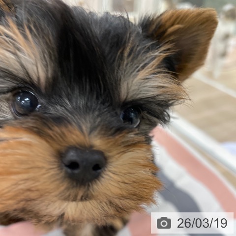 ヨークシャー・テリアの写真