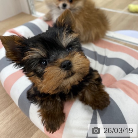 ヨークシャー・テリアの写真