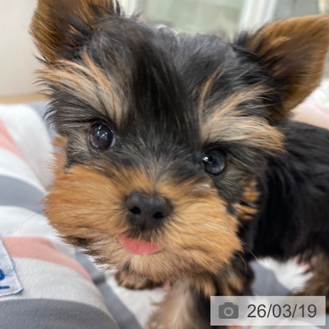 ヨークシャー・テリアの写真