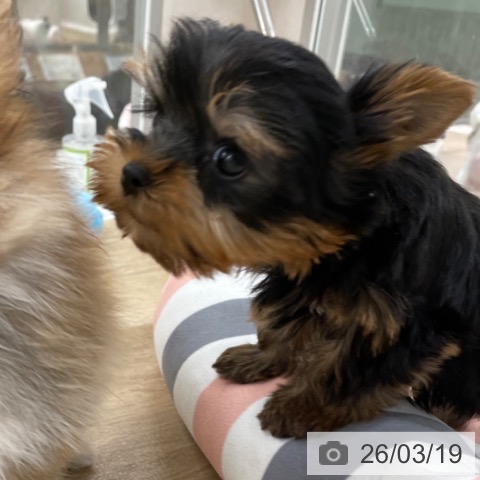 ヨークシャー・テリアの写真