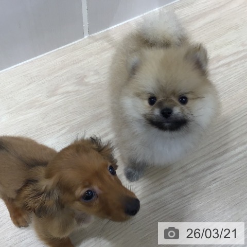 沖縄県のポメラニアン (ペットプラス 沖縄ライカム店/2026年1月16日生まれ/男の子/オレンジ)の子犬の4枚目の画像