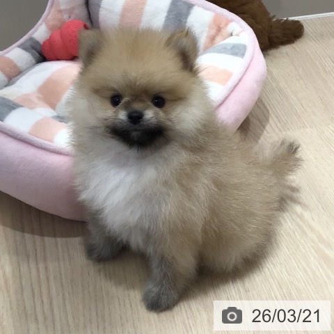 沖縄県のポメラニアン (ペットプラス 沖縄ライカム店/2026年1月16日生まれ/男の子/オレンジ)の子犬の3枚目の画像