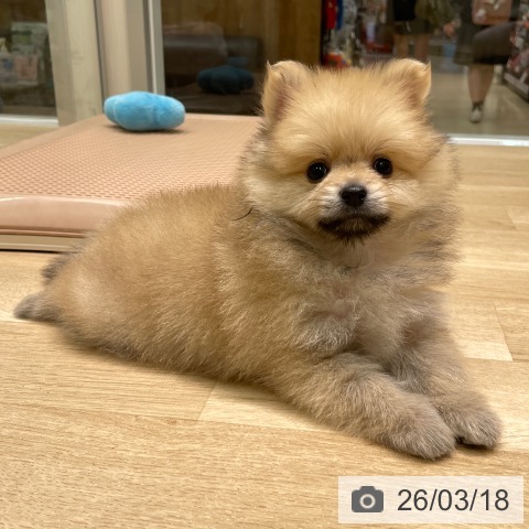 ポメラニアンの写真