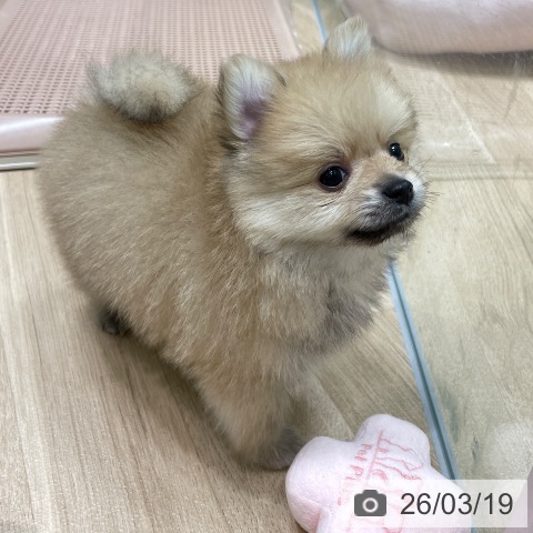 ポメラニアンの写真