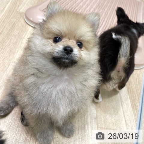 ポメラニアンの写真